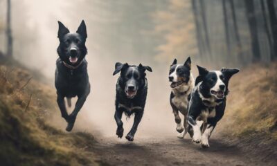 active dog breeds recommended