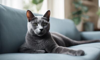 cat breeds for busy