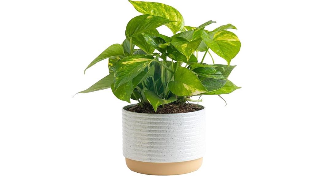 golden pothos decor planter