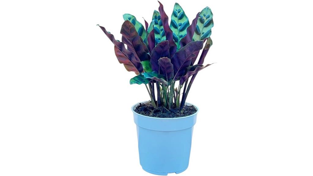 indoor air purifying plant