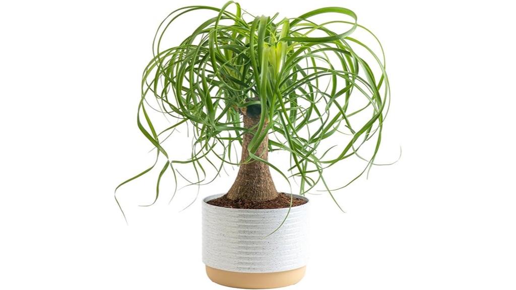 indoor bonsai ponytail palm