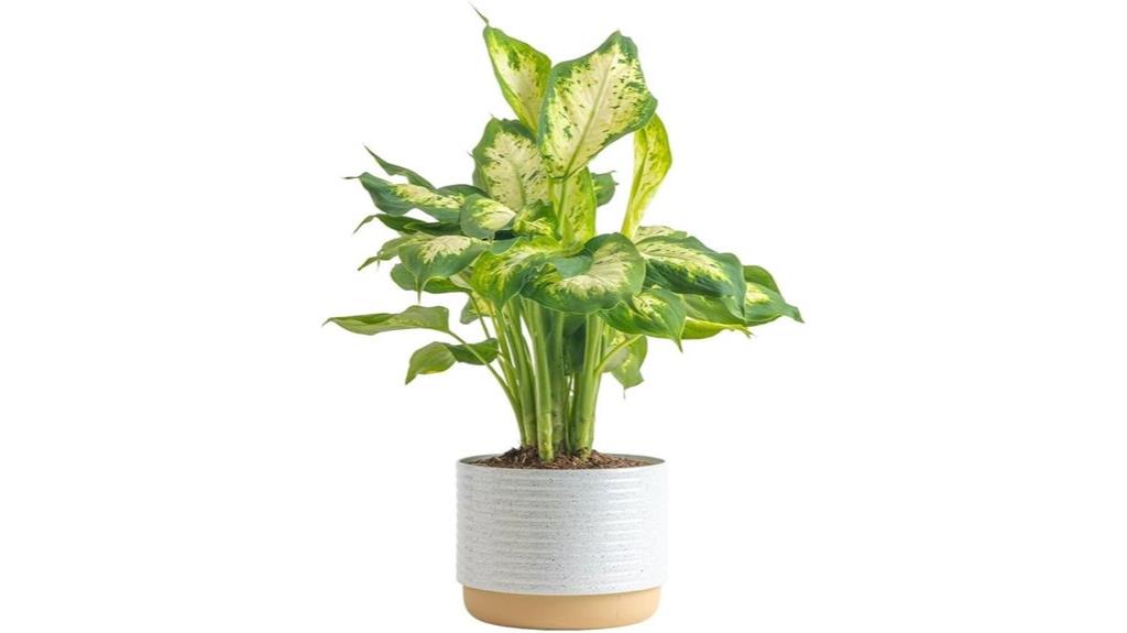 indoor dieffenbachia live plant