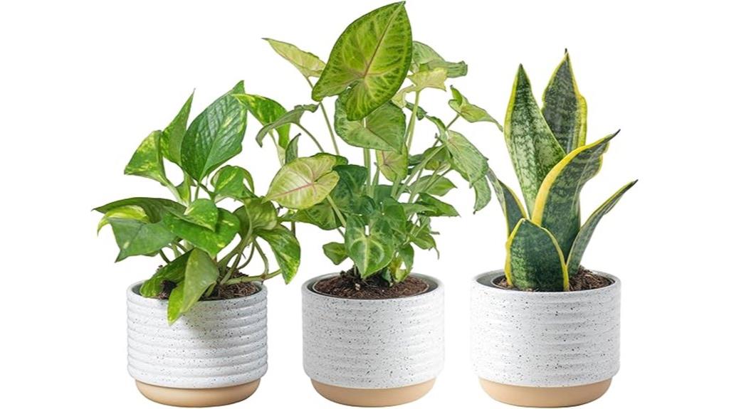 indoor houseplants three pack