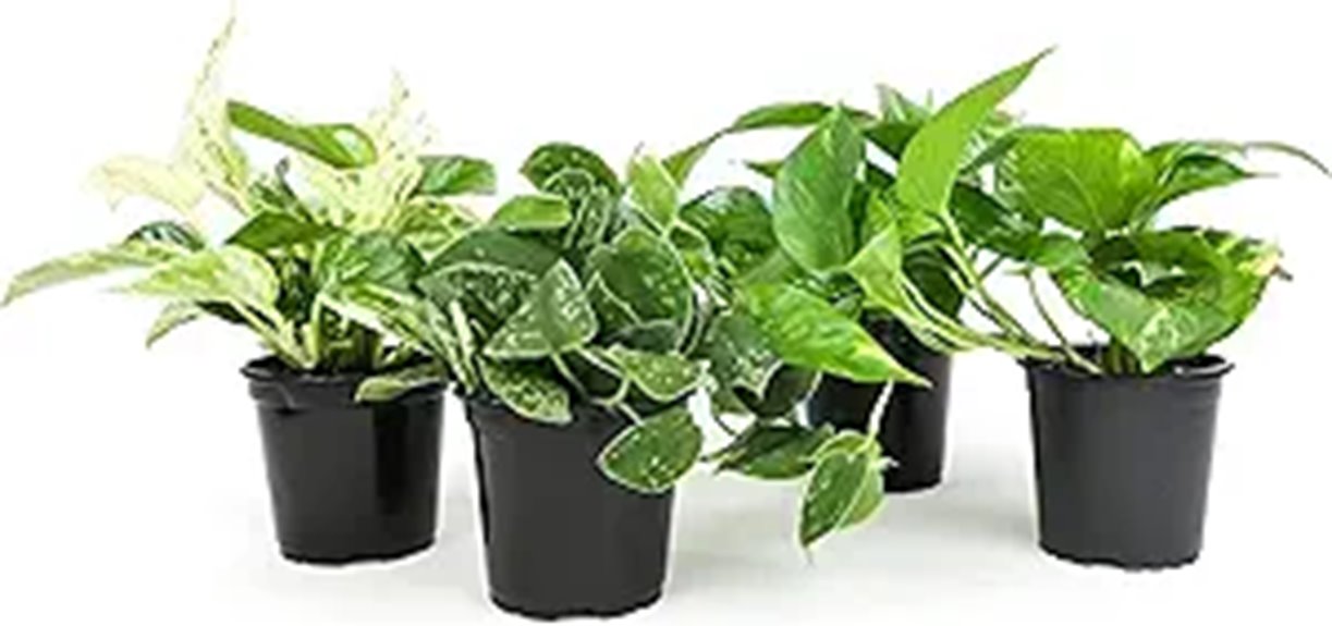 indoor live pothos plants