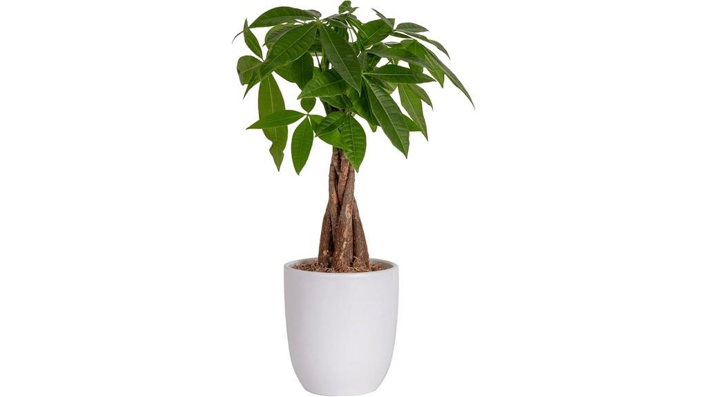 indoor money tree plant