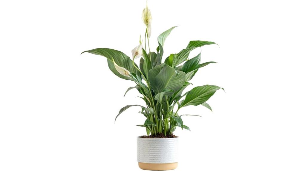 indoor peace lily plant