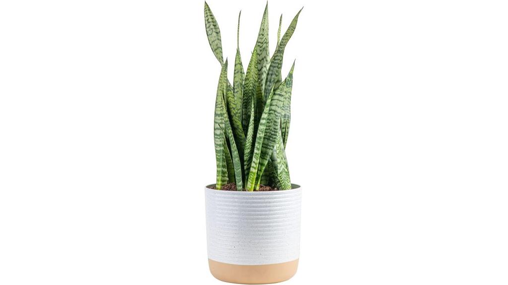 indoor snake plant 2 feet