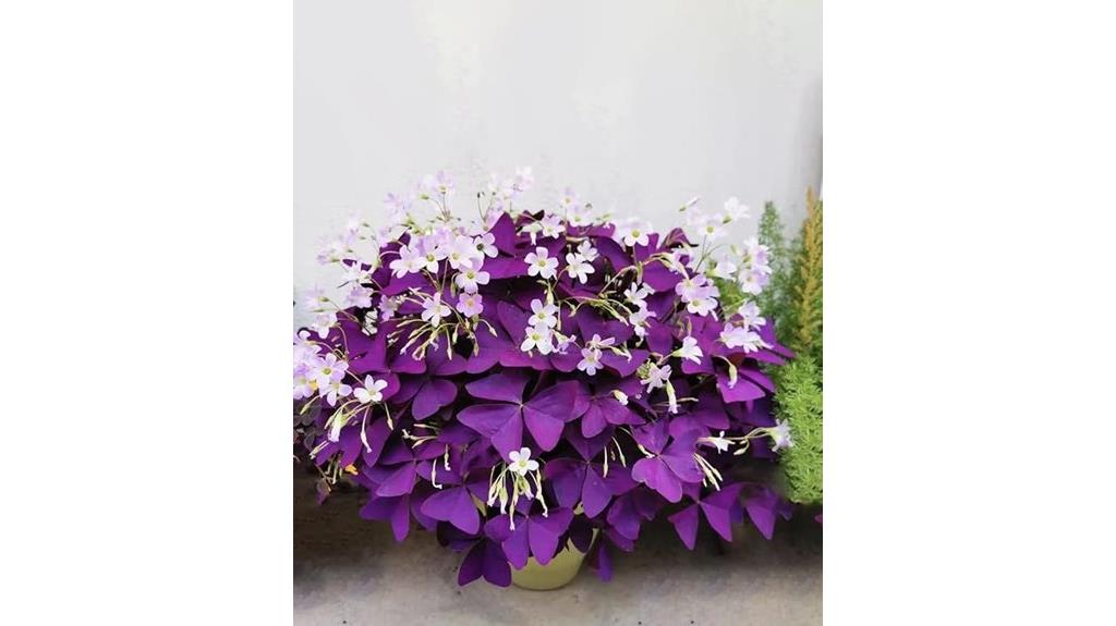 purple shamrock bulbs pack