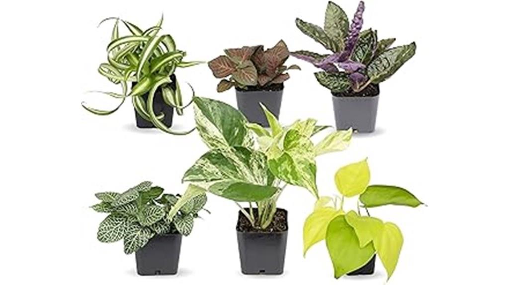 six easy houseplants