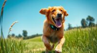 top gps dog trackers