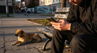Stray Dog: Nobody Cares